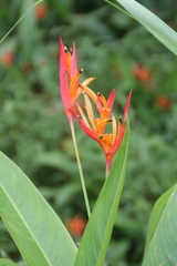 Heliconia psittacorum