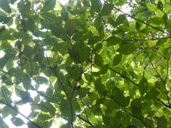 Timonius wallichianus