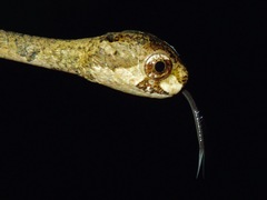 Aplopeltura boa