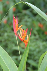 Heliconia psittacorum
