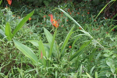 Heliconia psittacorum