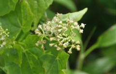 Mikania micrantha