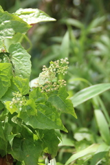 Mikania micrantha