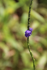 Stachytarpheta urticifolia