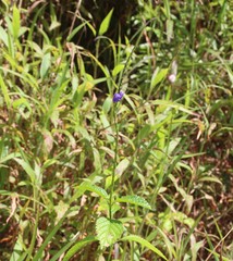 Stachytarpheta urticifolia