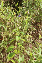 Stachytarpheta urticifolia