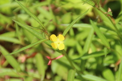 Ludwigia