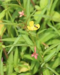 Ludwigia