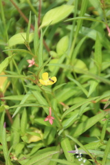 Ludwigia