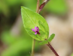 Cuphea