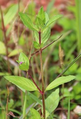 Cuphea