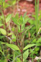 Cuphea