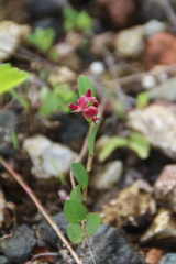 Faboideae