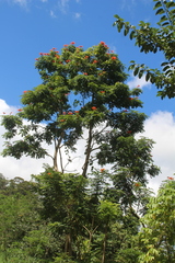 Spathodea campanulata