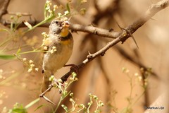 Crithagra xantholaema