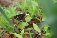 Euploea lewinii