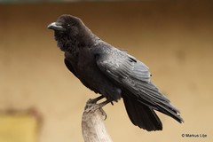 Corvus edithae