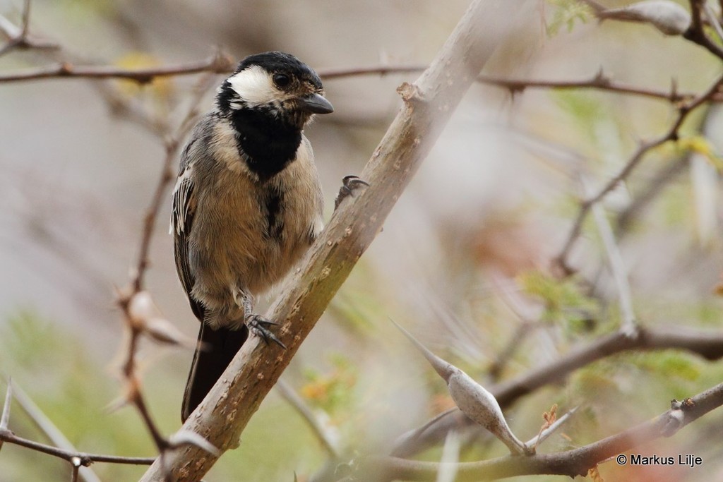 Somali Tit photo