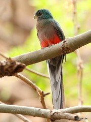 Apaloderma narina