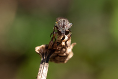 Heteropogon macerinus