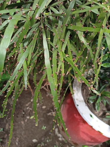 Muehlenbeckia platyclada, photograph 5