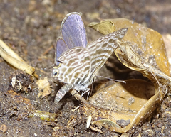 Leptotes pirithous pirithous