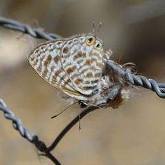 Leptotes pirithous pirithous