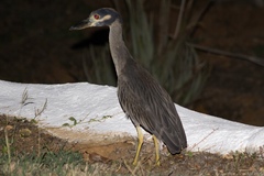 Nyctanassa violacea gravirostris