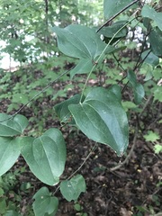 Smilax glauca
