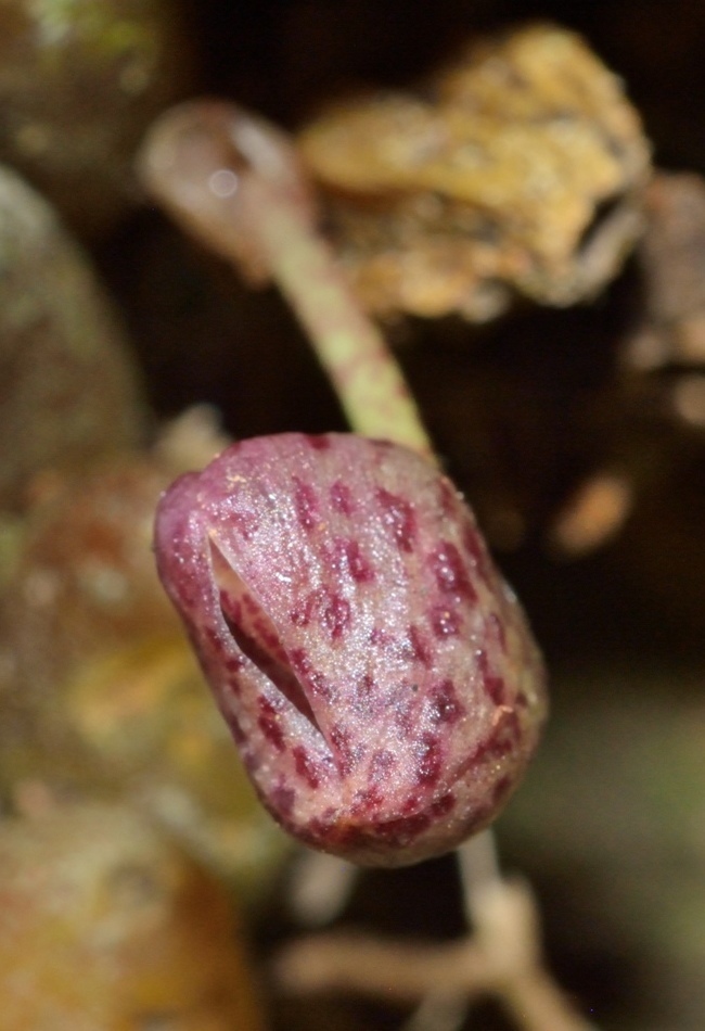 Bulbophyllum griffithii
