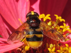Volucella elegans