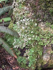 Pseudocyphellaria glabra