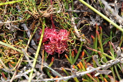 Serruria decumbens