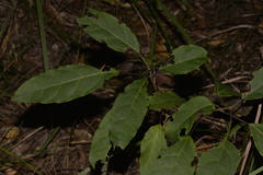 Clerodendrum floribundum