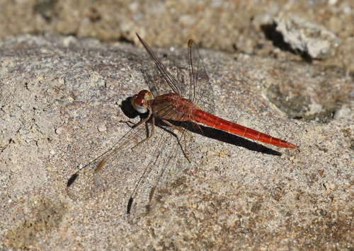 Rock Scarlet