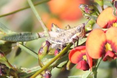 Monistria discrepans