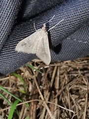 Mecyna asinalis