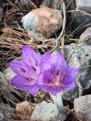 Colchicum macrophyllum