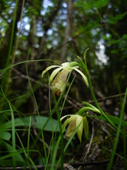Calanthe delavayi