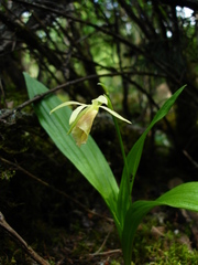 Calanthe delavayi