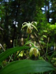Calanthe delavayi