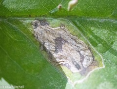 Stigmella slingerlandella