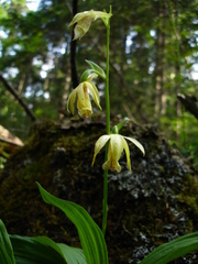 Calanthe delavayi