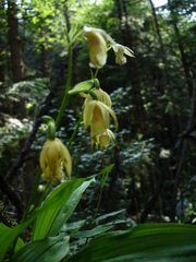 Calanthe delavayi