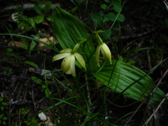 Calanthe delavayi