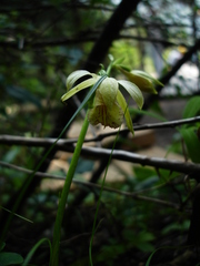 Calanthe delavayi