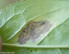 Stigmella slingerlandella
