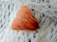 Anthela ferruginosa