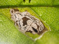 Stigmella slingerlandella