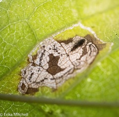 Stigmella slingerlandella
